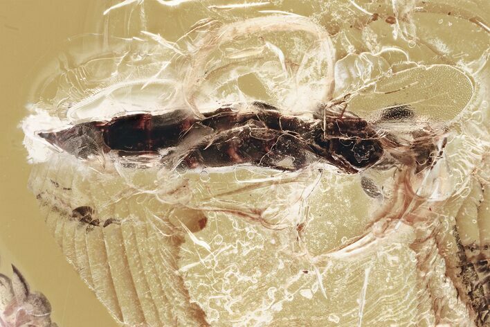 Detailed Fossil Wasp (Scolebythidae) In Baltic Amber #315311